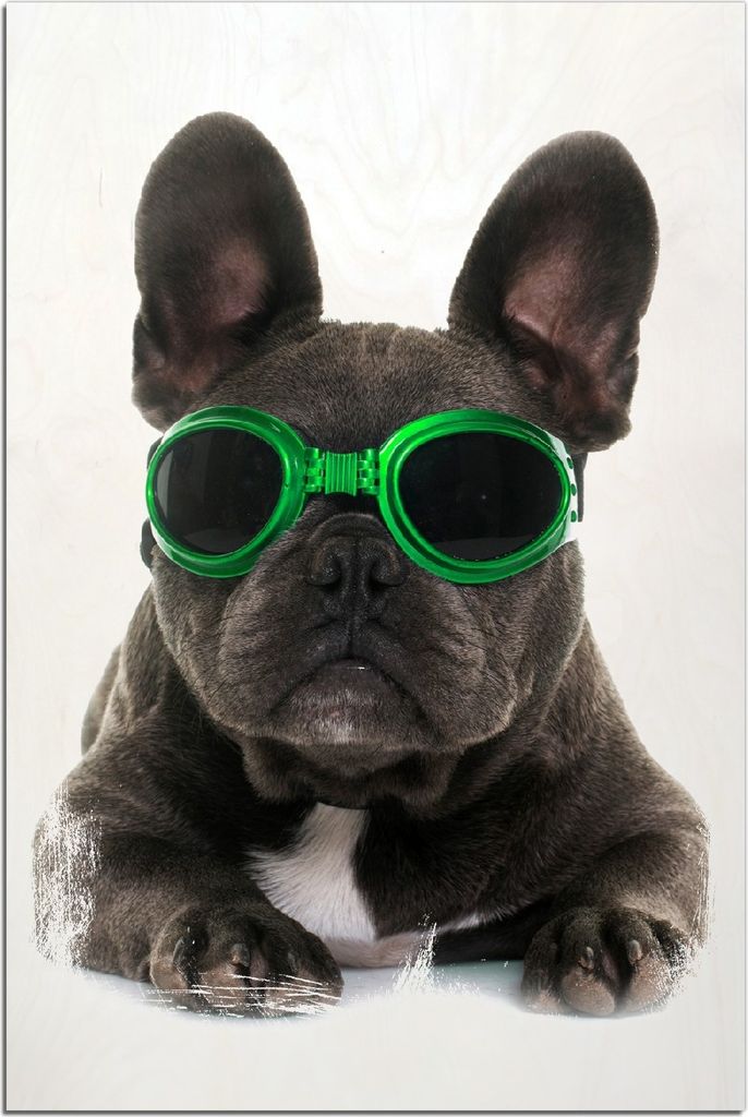 Kunstdrucke Wandbilder Holz in : Brillante Farben, Größe 60 x 90 cm Motiv Cooler Hund mit Sonnenbrille in grün - Französische Bulldogge