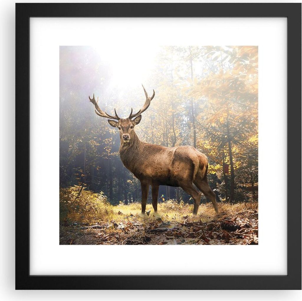 Gerahmtes Poster - Schwarzer Rahmen - Licht Hirsch Wald - 30x30 cm - Wand Bild - Wanddeko - Wandbilder - Kunstposter - Wandposter - Bilderrahmen - ...