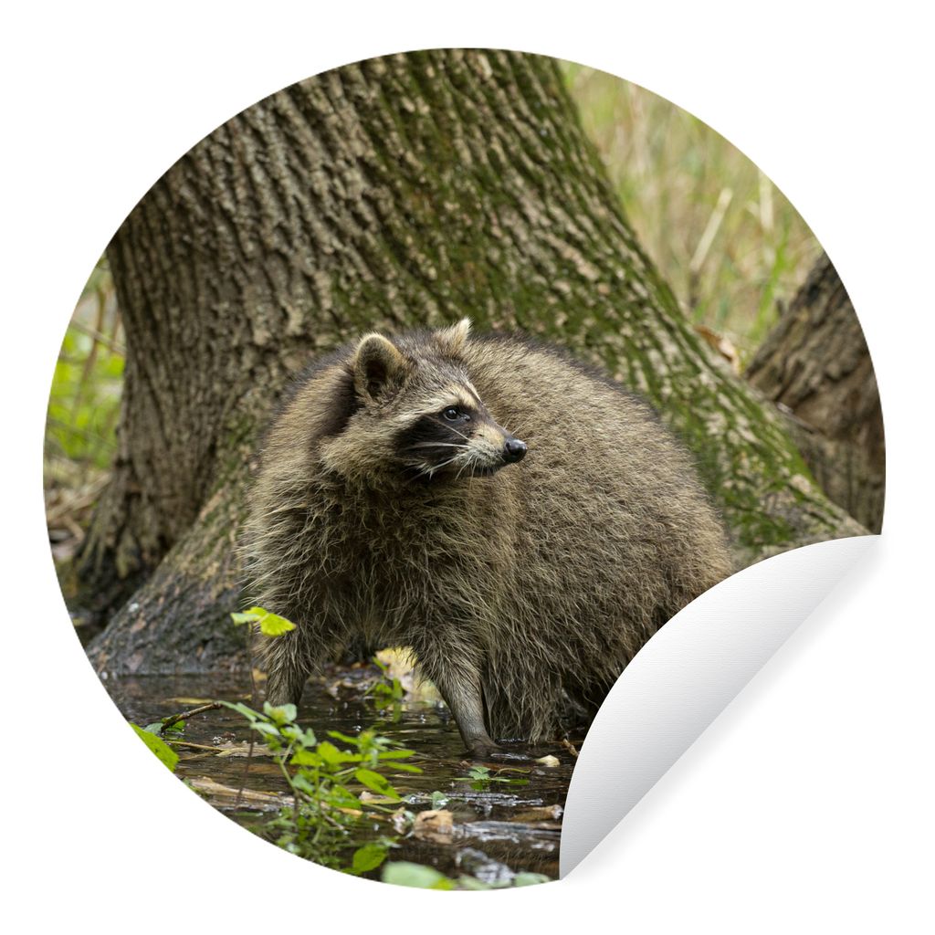MuchoWow Runde Wandtattoo - Wandsticker Tapete Aufkleber Waschbär - Wild - Wald Ø 100 cm Selbstklebend und Repositionierbar - Wandaufkleber - K...