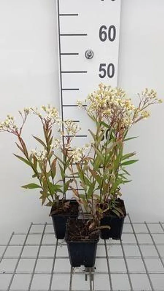 Aster d'automne blanc pour fleurs coupées et massifs - Lot de 6 pots