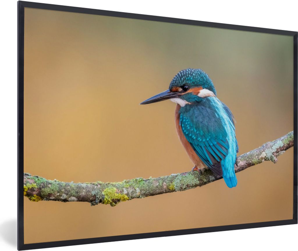 MuchoWow Gerahmtes Poster Vogel - Eisvogel - Tiere - Zweig 30x20 cm - Poster mit Schwarzem Bilderrahmen Wandposter Rahmen Foto Bilder - Kunstdruc...