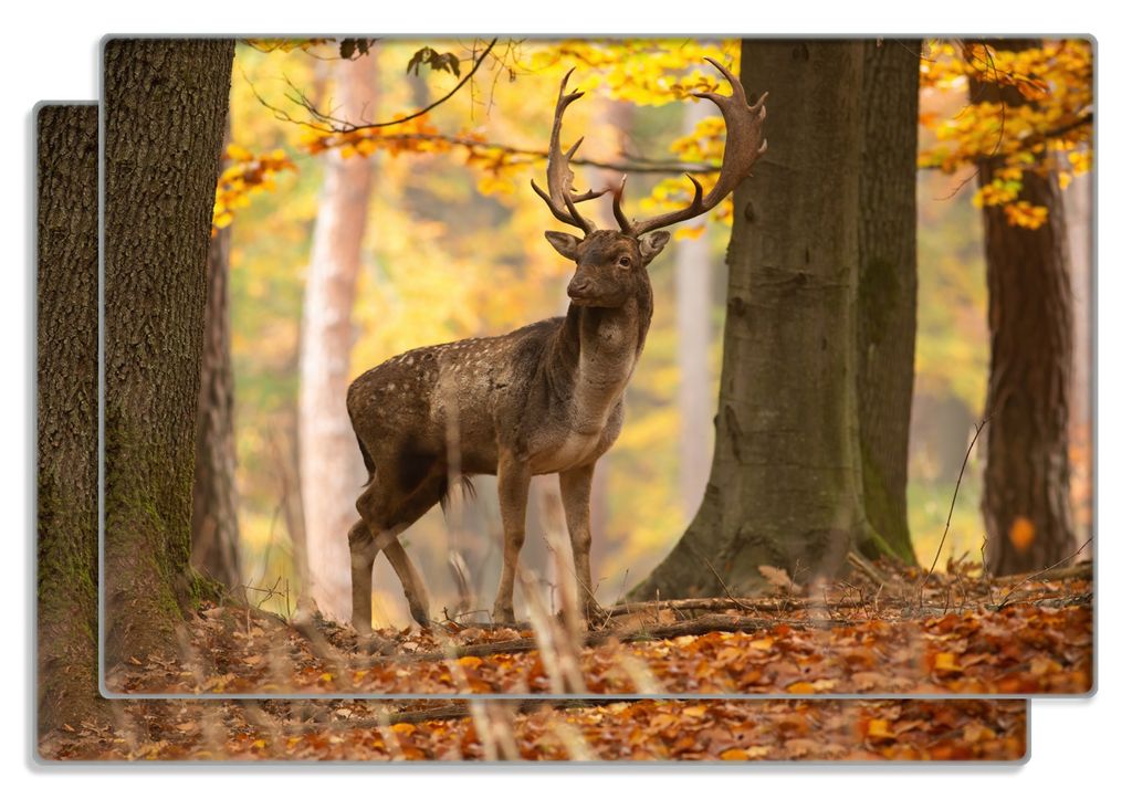 Wallario Frühstücksbrettchen 2er Set aus Glas, je 20 x 30 cm, mit rutschfesten Füßen, Motiv Damhirsch im Herbstwald