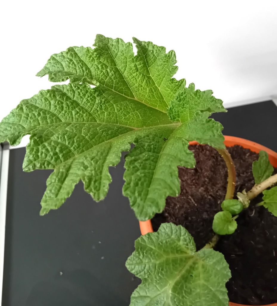 Velký listec mamuta, rostlina *Gunnera manicata*, v Obrázek produktu 