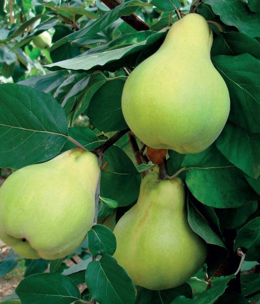 Quitte Cydonia Wolgogradskaja Miagkoplodnaja 2L