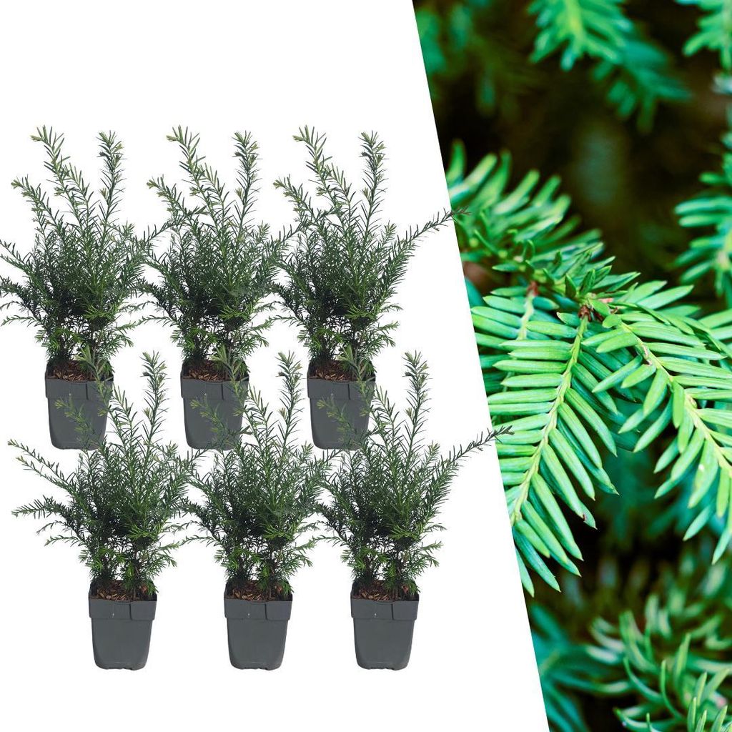 Plants by Frank | 6 Eiben Pflanzen | Taxus Baccata | Produktbild 