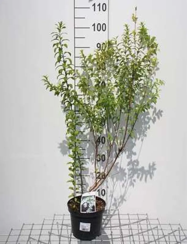 Arbuste à Fleurs Spiraea Fujino Pink - Rosier de Mariée pour Jardinier