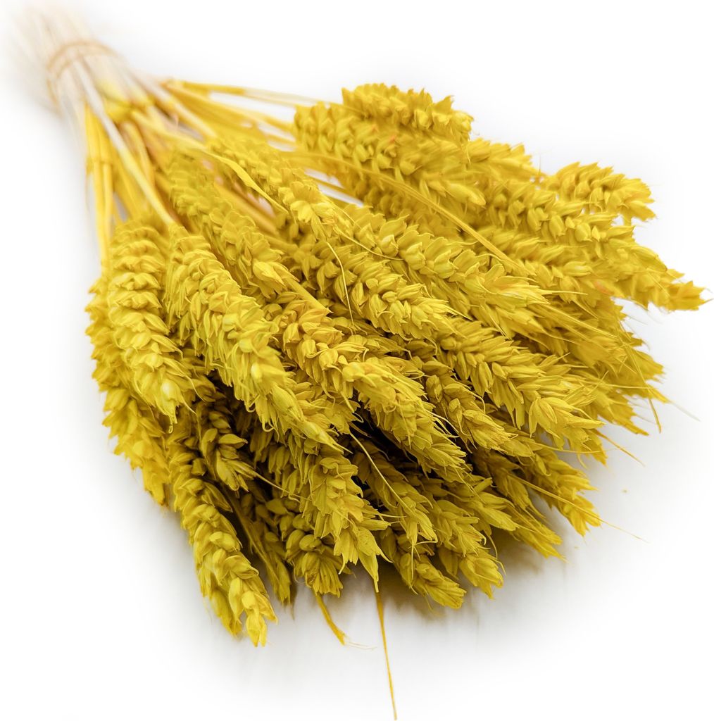 Getrockneter Weizen - Gelb