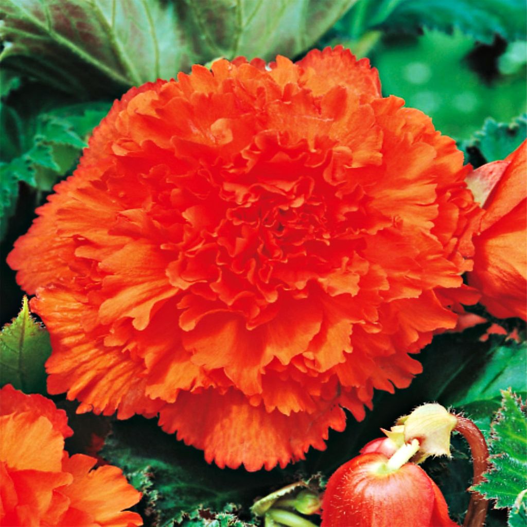 Begonia Strzępiasta Pomarańczowa Orange 1 ks begónie Obrázek produktu 