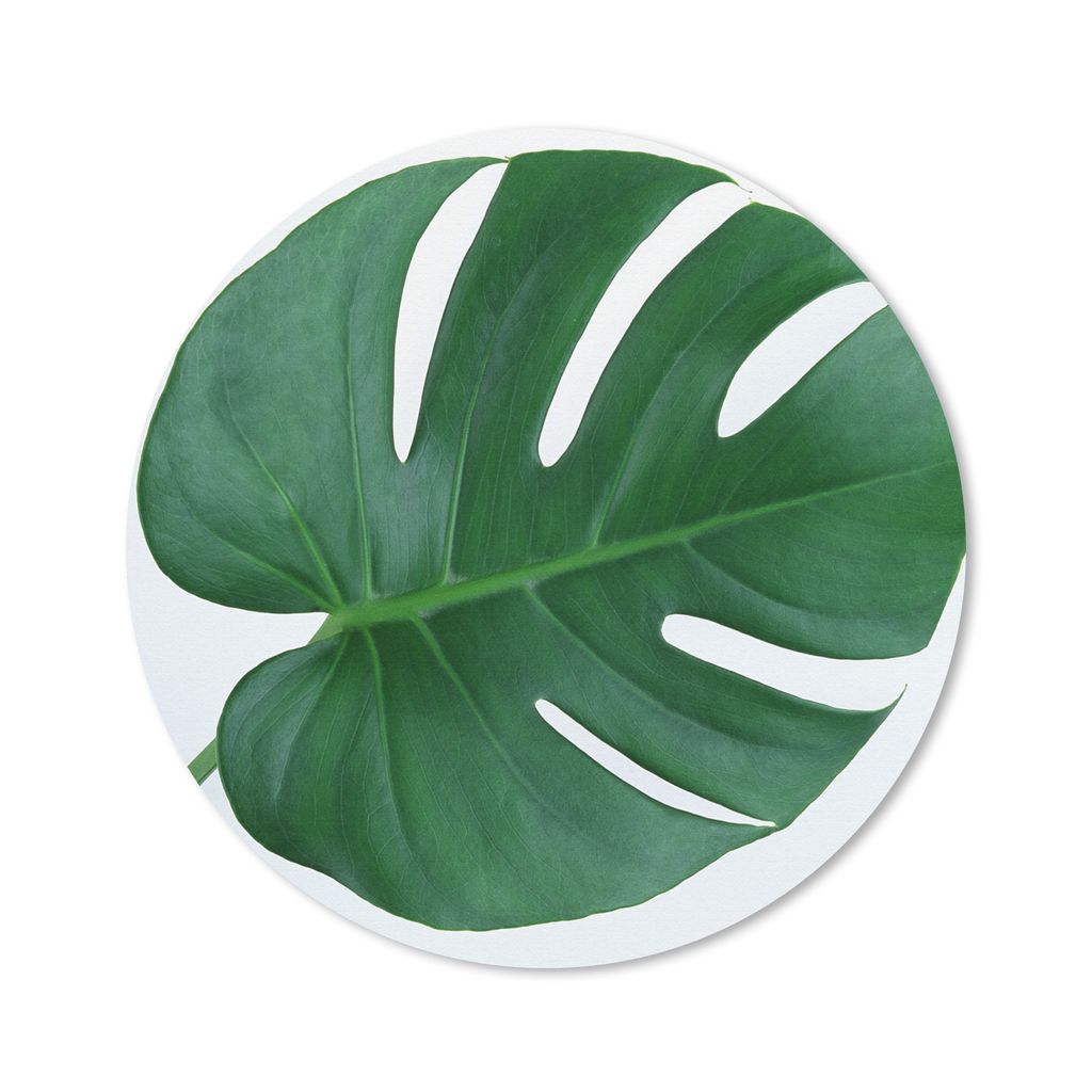 MuchoWow Mauspad Mousepad Botanische Lochpflanze auf einem hellgrauen Hintergrund 30x30 cm - Mousepads - Maus Mat - Pad - Mausunterlage - Tischun...