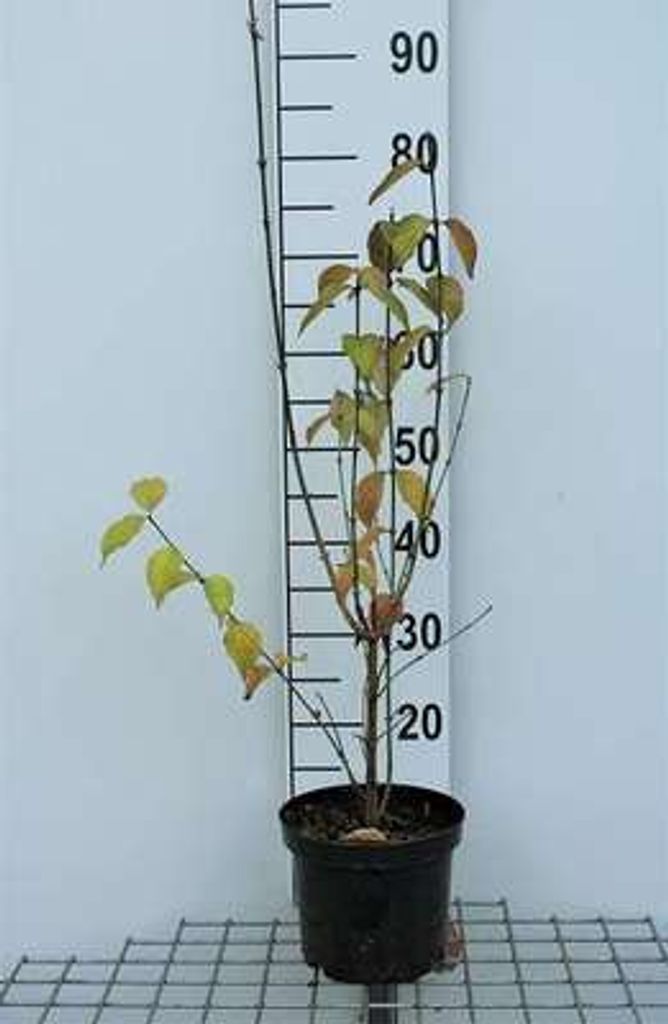 Cornus mas - Korneliovník Jolico 50- 60 cm kontejner Obrázek produktu 