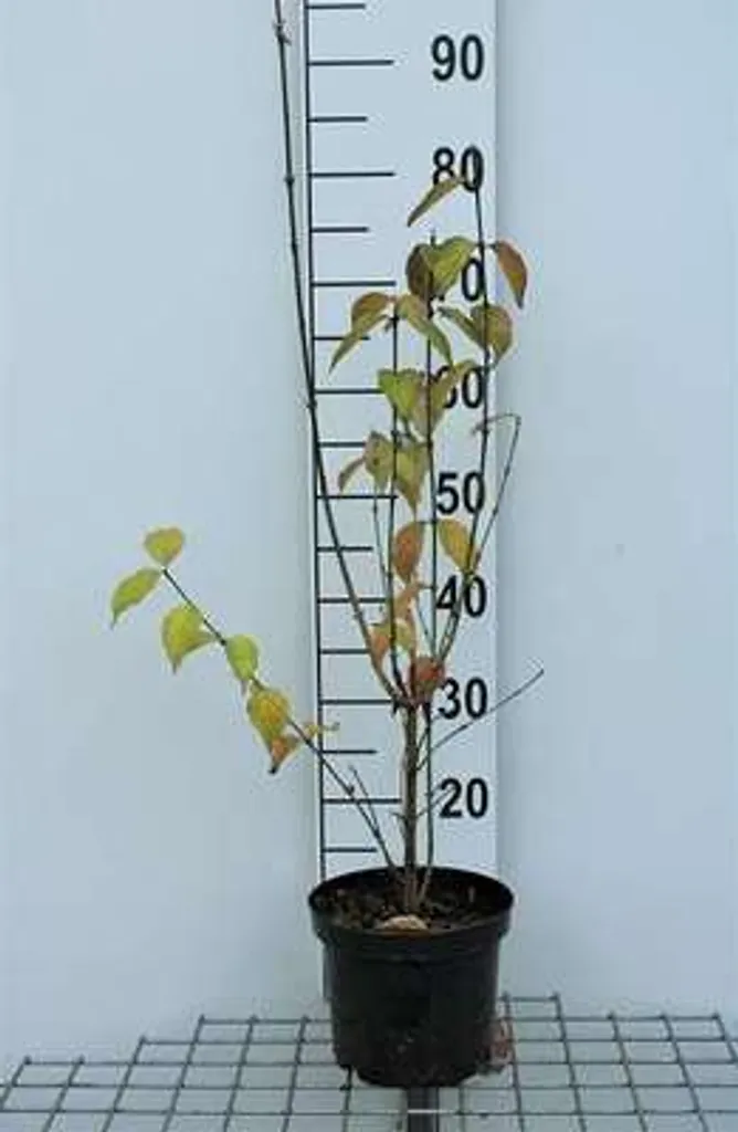 Cornouiller Jolico productif : Cornus mas aux gros fruits savoureux