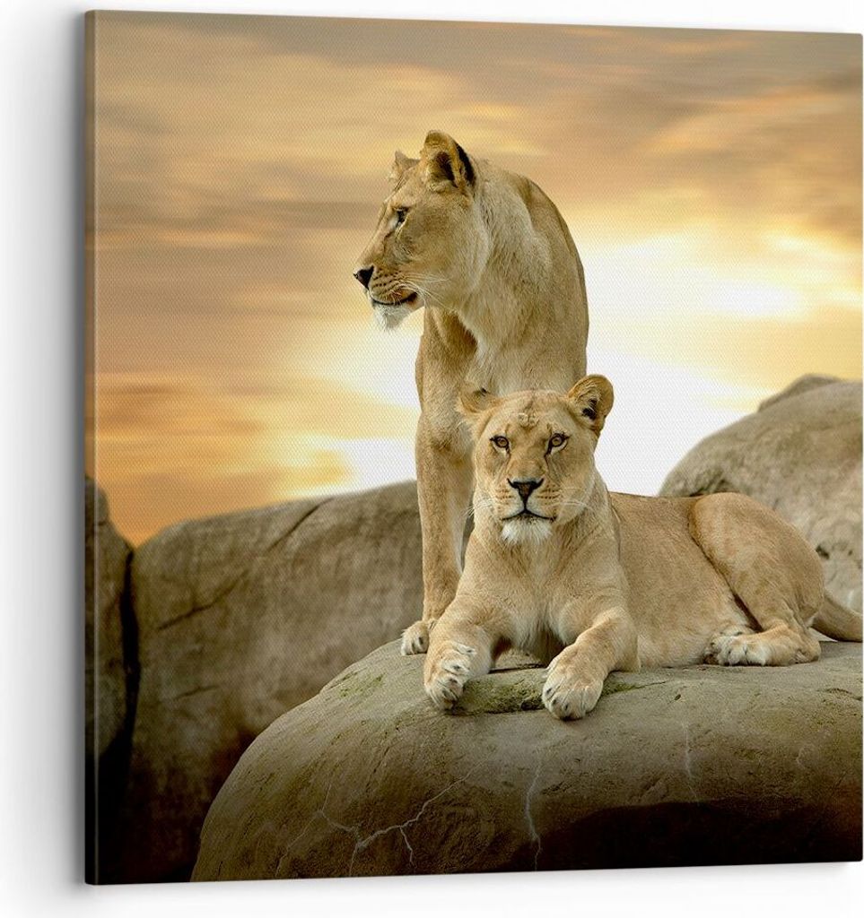 Bild auf Leinwand - Leinwandbild - Löwen Sonnenuntergang Felsen Krallen - 70x70cm - Wand Bild - Wanddeko - Leinwanddruck - Bilder - Kunstdruck - L...