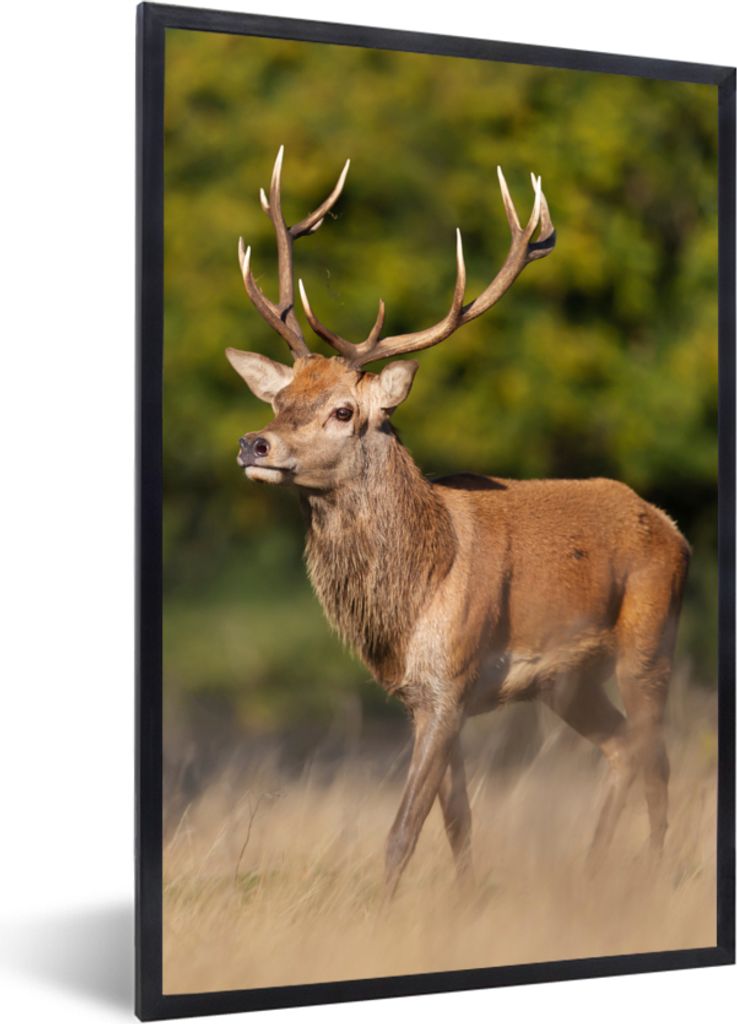 MuchoWow Gerahmtes Poster Tiere - Hirsche - Geweihe - Waldtiere - Natur 20x30 cm - Poster mit Schwarzem Bilderrahmen Wandposter Rahmen Foto Bilde...