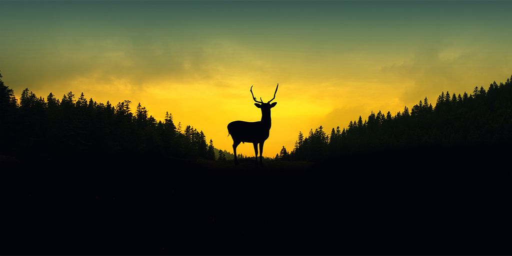 Tulup Küchenrückwand Spritzschutz aus Glas -100x50 -Spritzschutz auf gehärtetes GlasDeko Tiere Hirsch