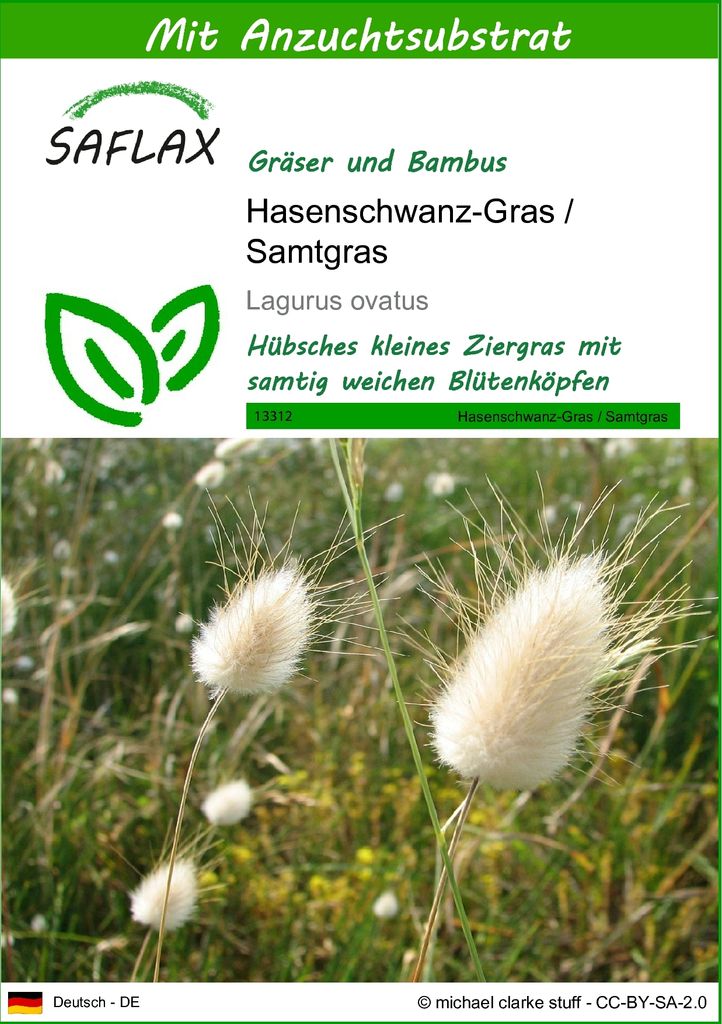 SAFLAX - Gräser-Bambus-Hasenschwanz-Gras / Samtgras - 100 Samen - Mit keimfreiem Anzuchtsubstrat - Lagurus ovatus