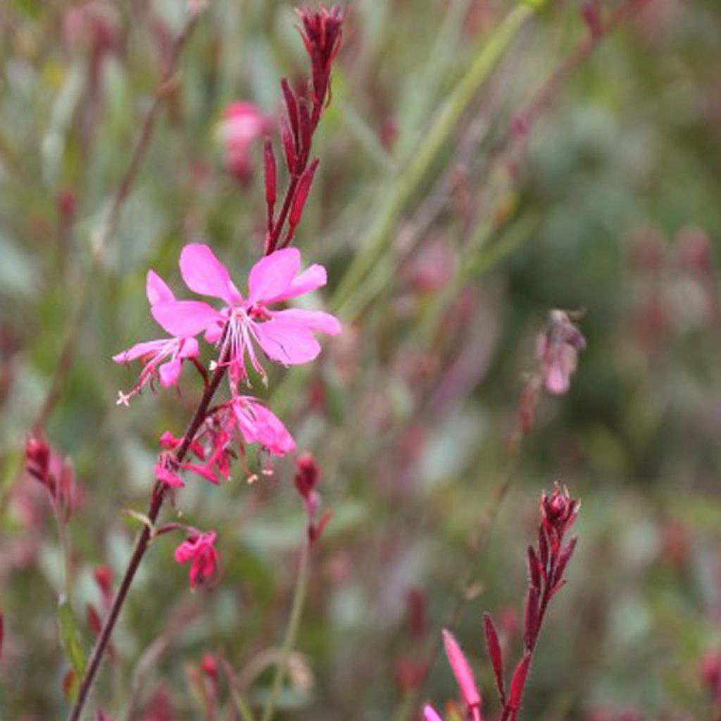 6 x Prachtkerze 'Siskyou Pink' - Gaura lindheimeri 'Siskiyou Pink' | Topf 9cm x 9cm
