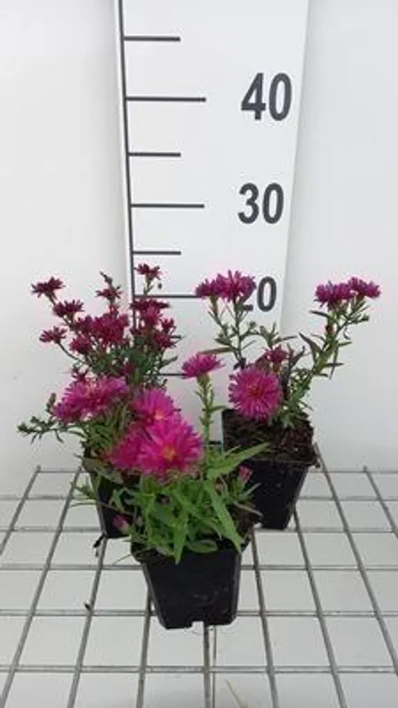 Aster d'automne Royal Ruby - Lot de 6 plants en pot de 9cm pour massif