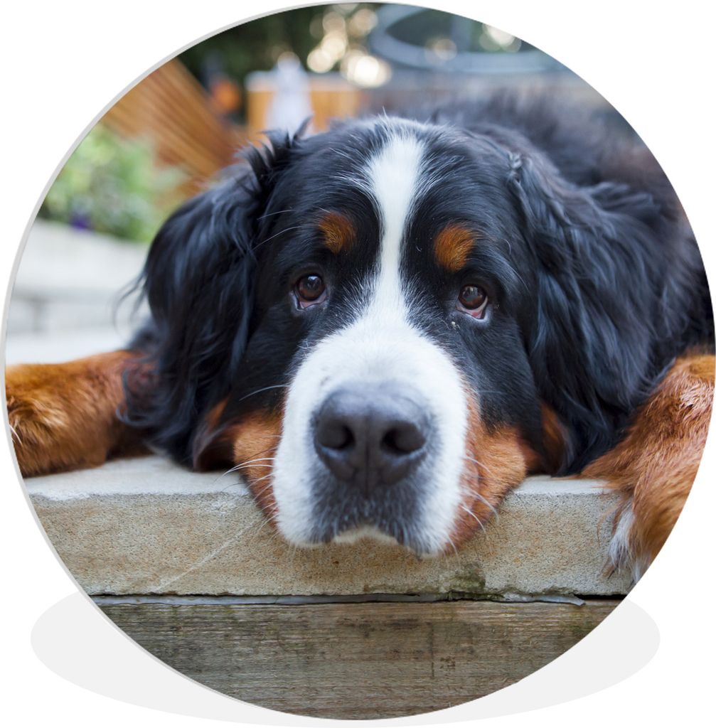 MuchoWow Rundes Wandbild - Runde Bilder Shady Berner Sennenhund Ø 60 cm Kreis Wanddekoration Kunststoff - Wandkreis - Wandschmuck - Wand Kreis -...