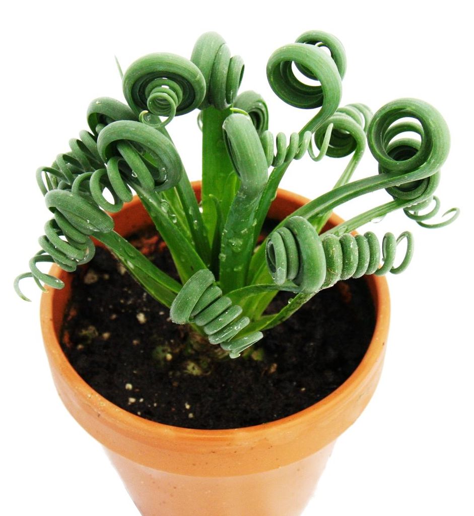 Albuca spiralis "Frizzle Sizzle" - Neobvyklá rastlina Obrázok produktu 