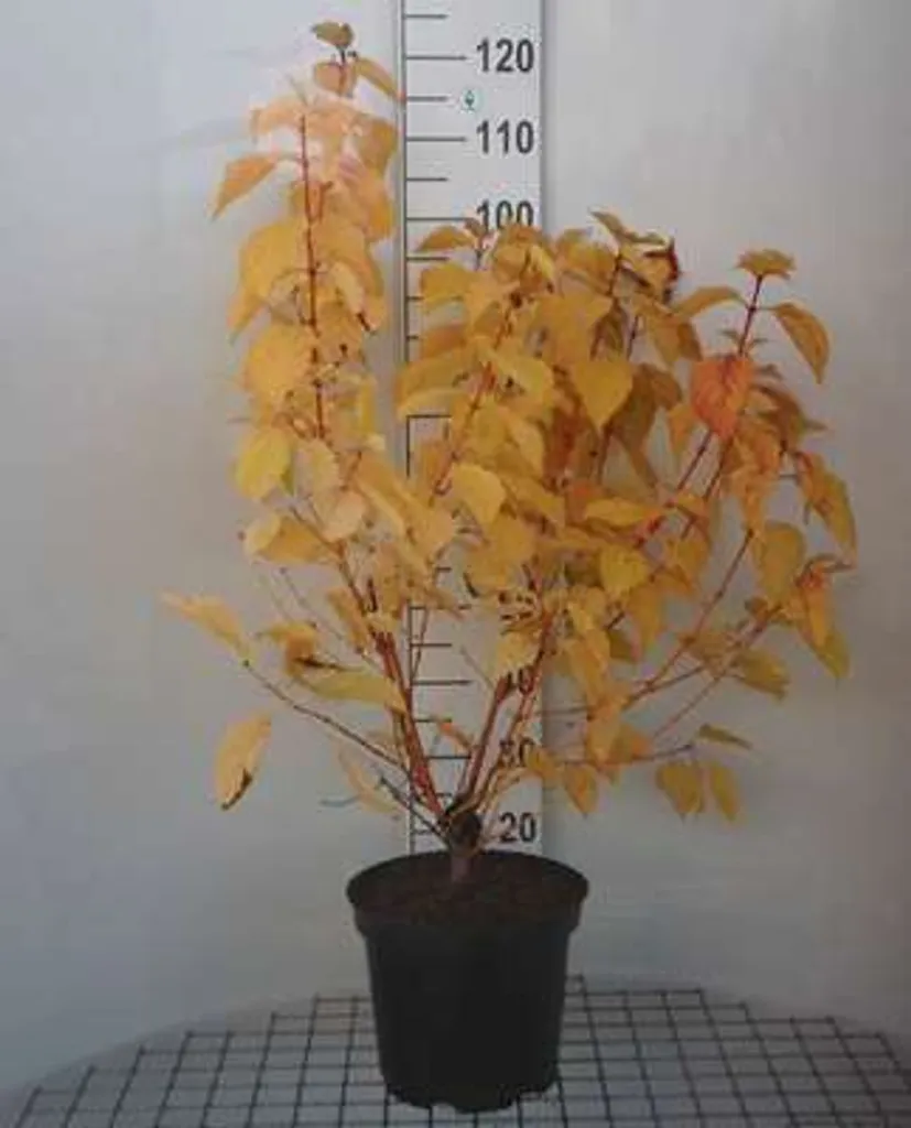 Cornus sanguinea Magic Flame - Cornouiller sanguin en pot de 60-80 cm