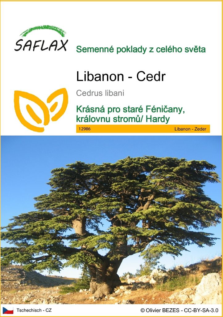 SAFLAX - Libanon - Cedr - Cedrus libani - 20 Semena Obrázek produktu 