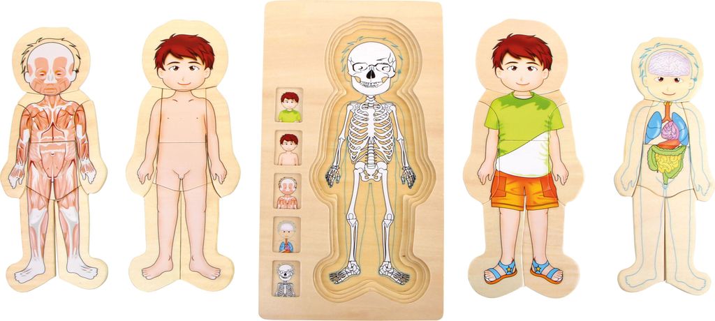 Schichtenpuzzle Anatomie Junge