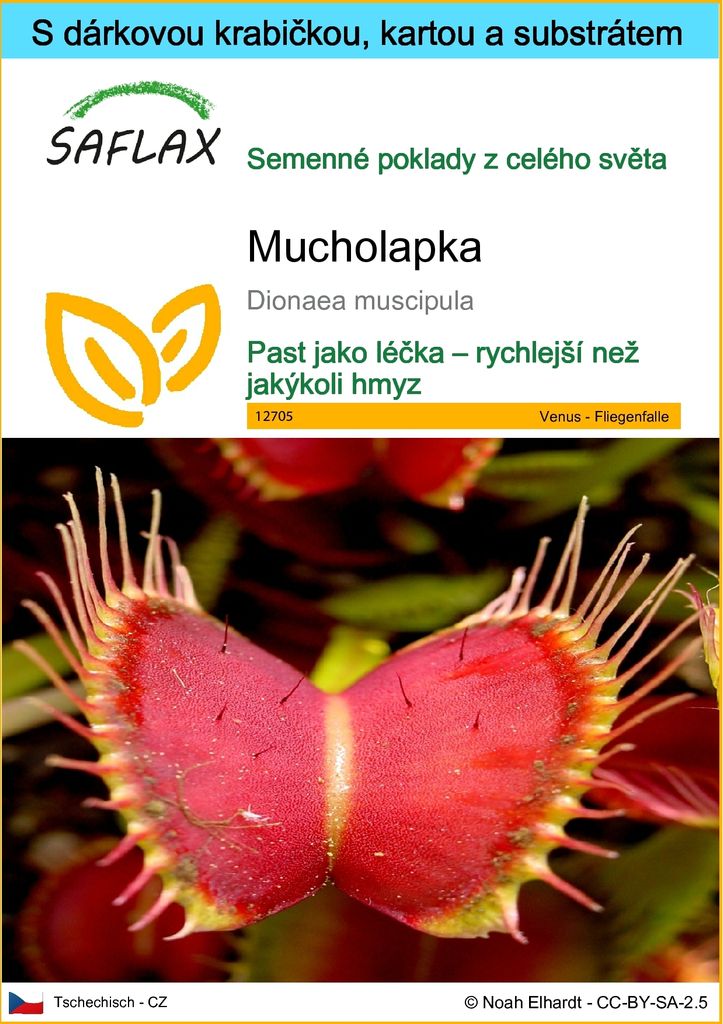 SAFLAX Dárková sada - Mucholapka - Dionaea muscipula - 10 Obrázek produktu 