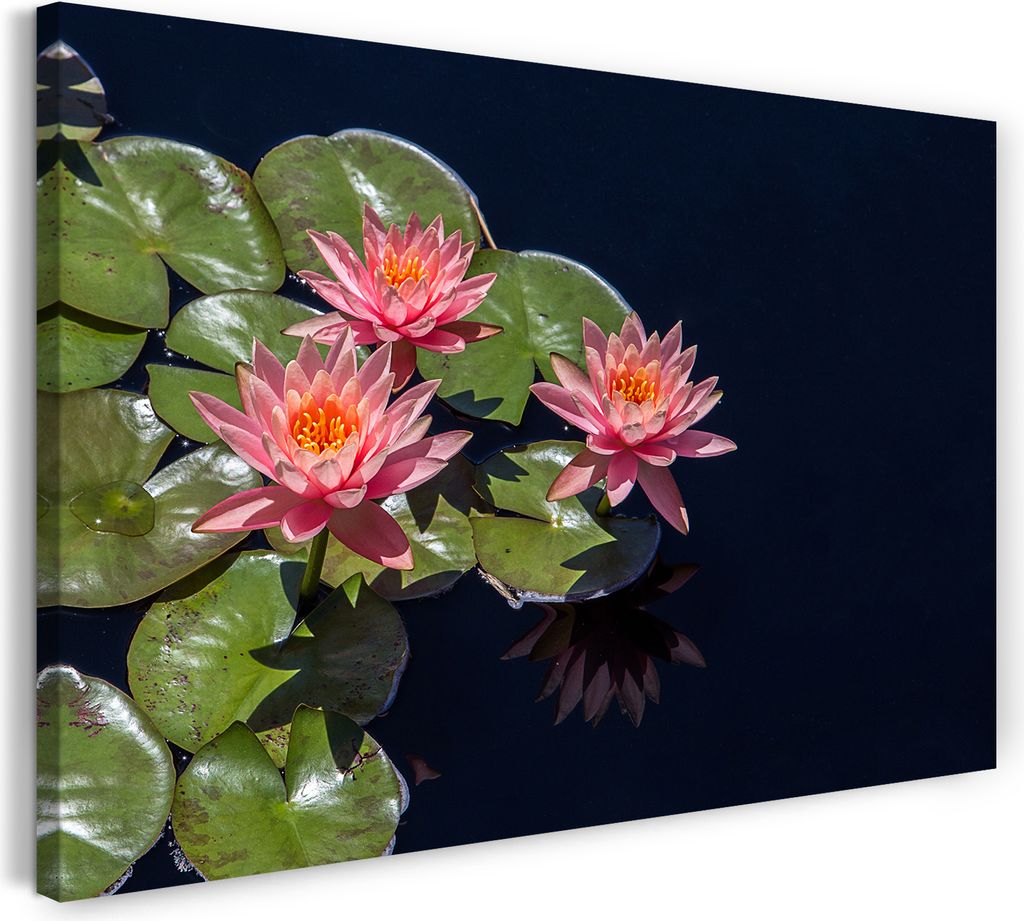 Leinwandbild (80x60cm): Blumenbilder Blumenfotos drei Seerosen Blick von oben rosa Blätter, echter Holz-Keilrahmen inkl. Aufhänger, handgefertigt...