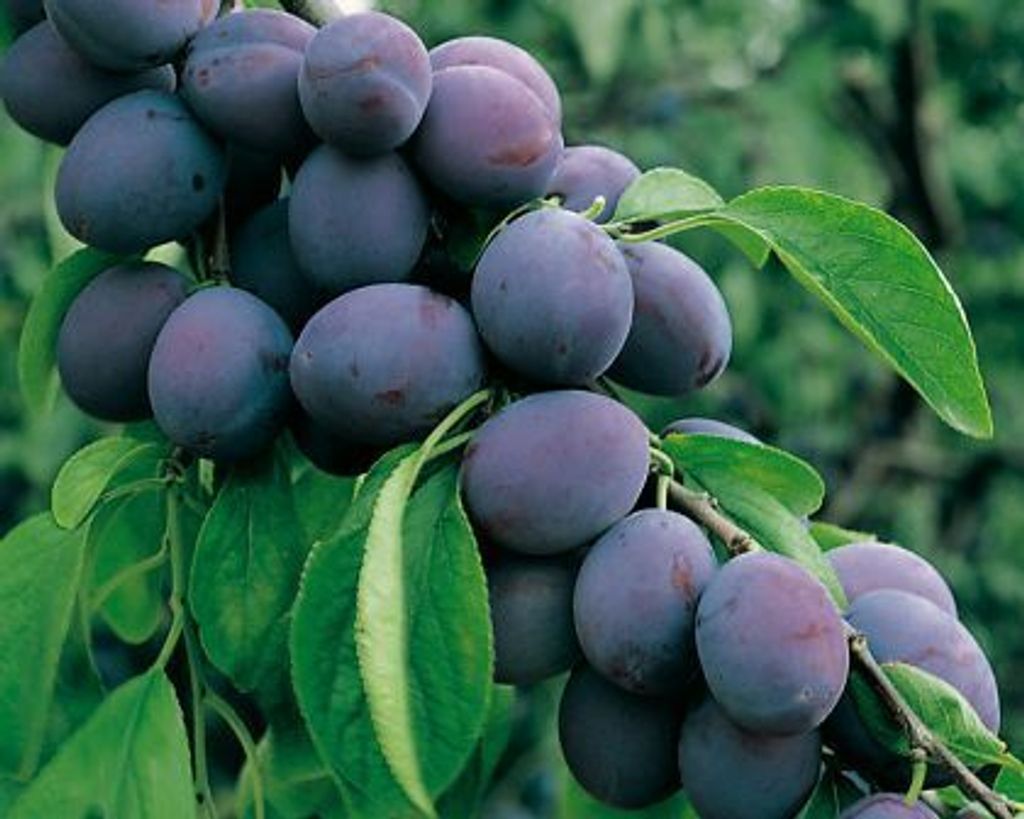 A close-up view of a branch laden with ripe plums, with green leaves and a blurred green background.