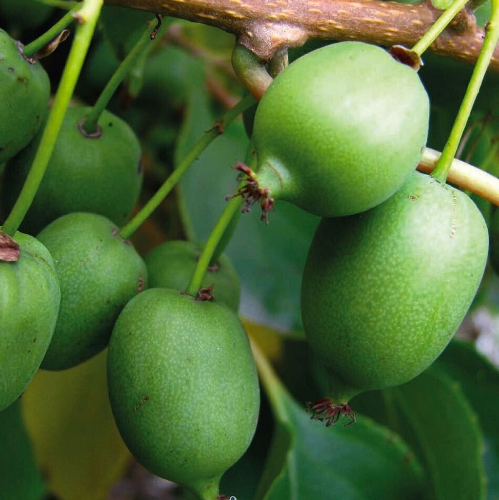 Actinidia Kokuwa bisessuale 2L Immagine del prodotto 