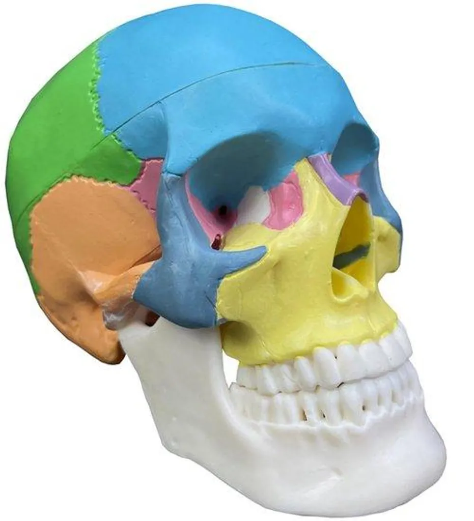 Crâne d'anatomie 3D démontable avec guide d'étude détaillé échelle 1/2
