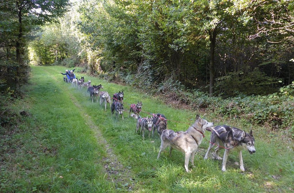 Jochen Schweizer Husky Schlittenhundefahrt Ermenswil; Erlebnis verschenken oder selbst erleben; Gutschein gültig für 1 Person Pro Buchung könne...