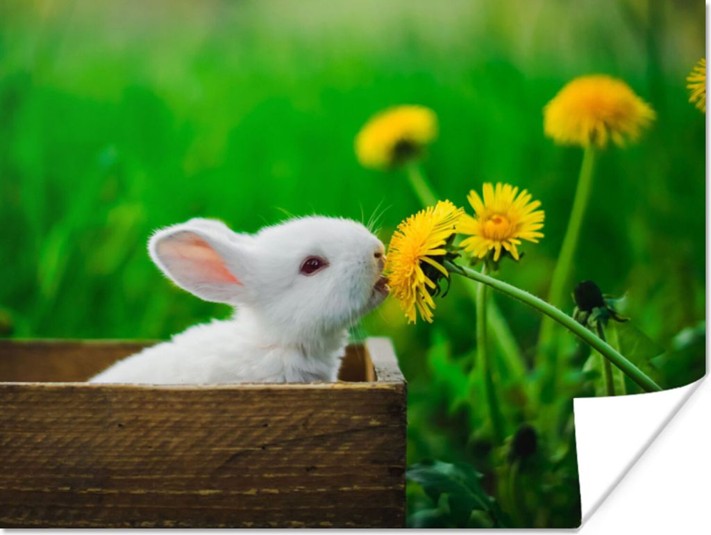 MuchoWow Poster Kaninchen - Löwenzahn - Gras 40x30 cm - Plakate für die Wände - Poster Wohnzimmer