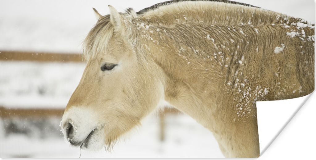 MuchoWow Poster Nahaufnahme eines Fjordpferdes im Schnee 120x60 cm - Bild