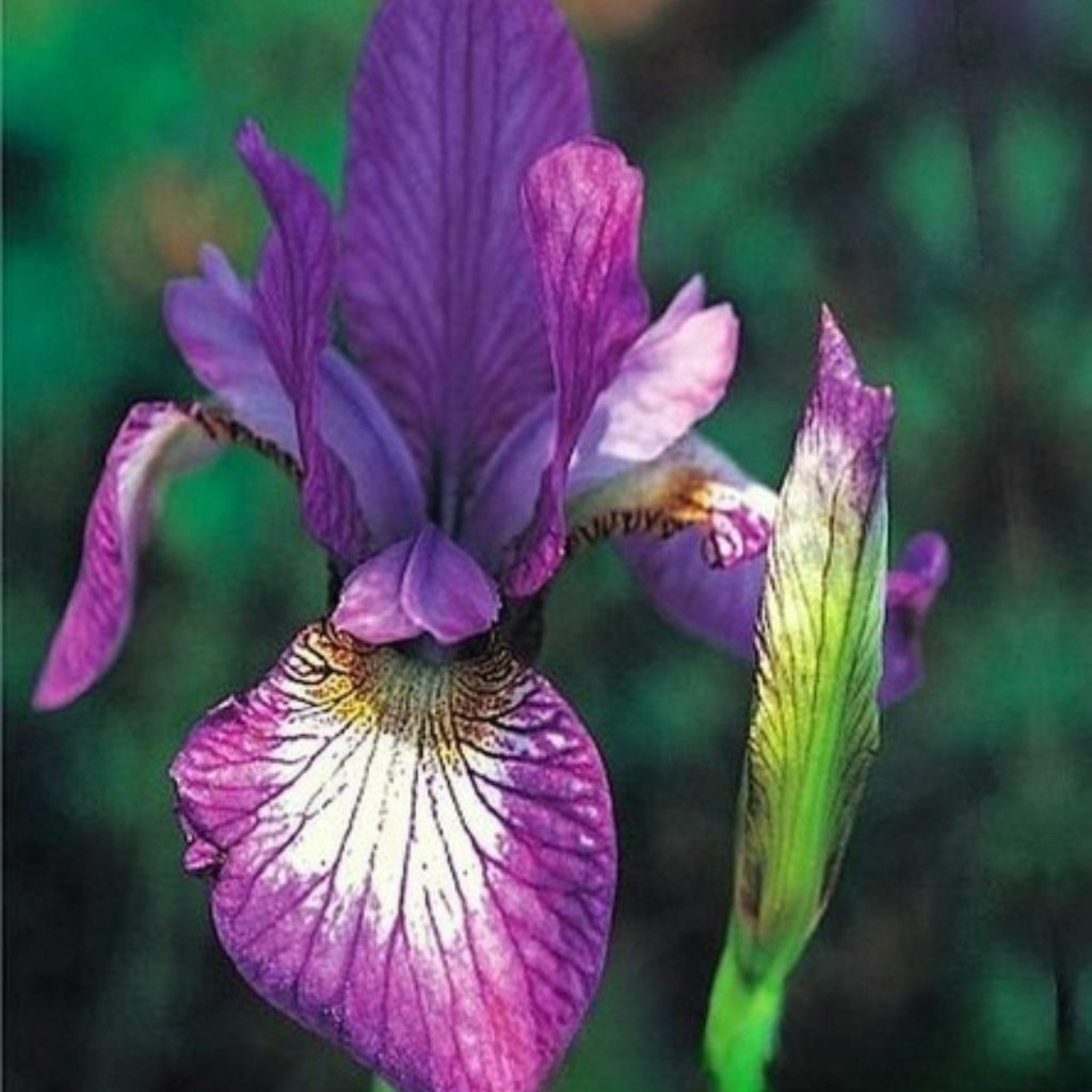 Iris Sibirica Illiane Charm 1 ks. Sadenice kosatcov Obrázok produktu 