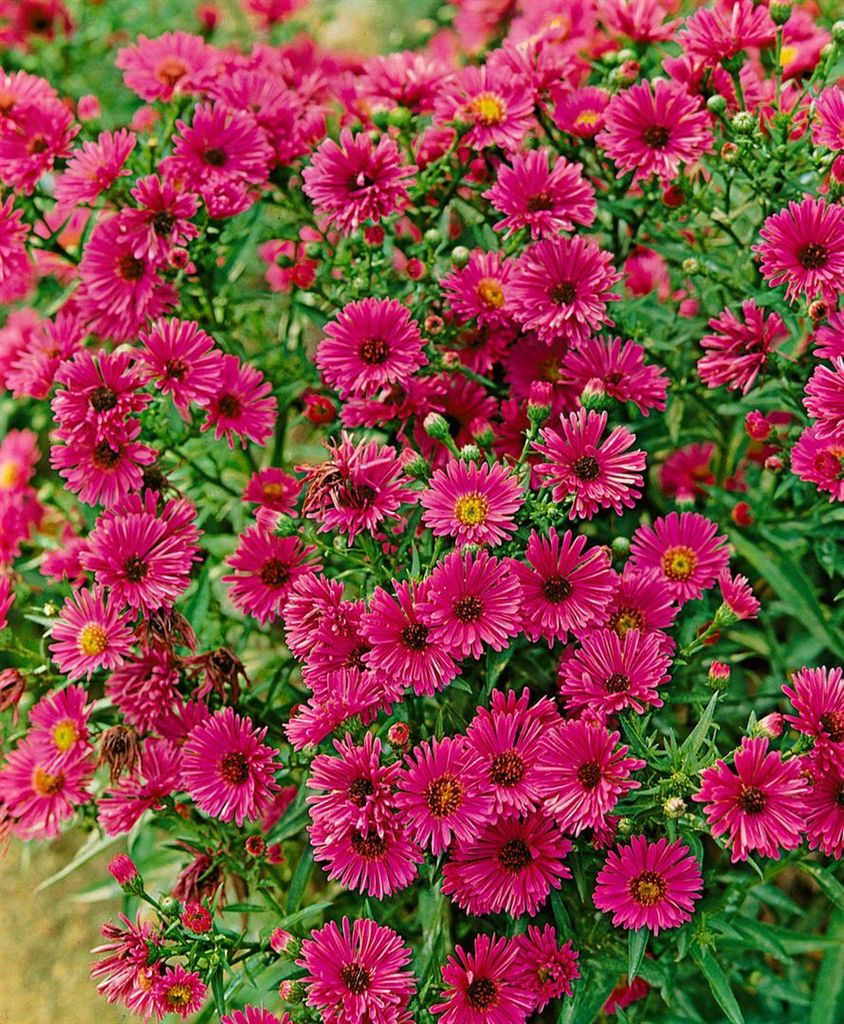 Aster novae-angliae 'Rubinschatz', Herbstaster, rubinrot, Produktbild 