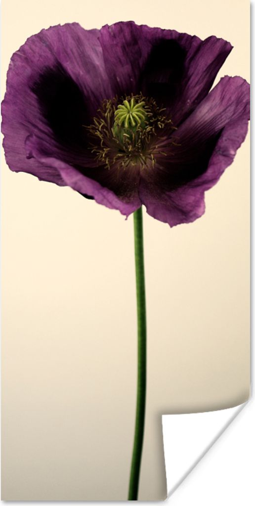 MuchoWow Poster Nahaufnahme eines violetten Mohns 20x40 cm - Plakat - Foto