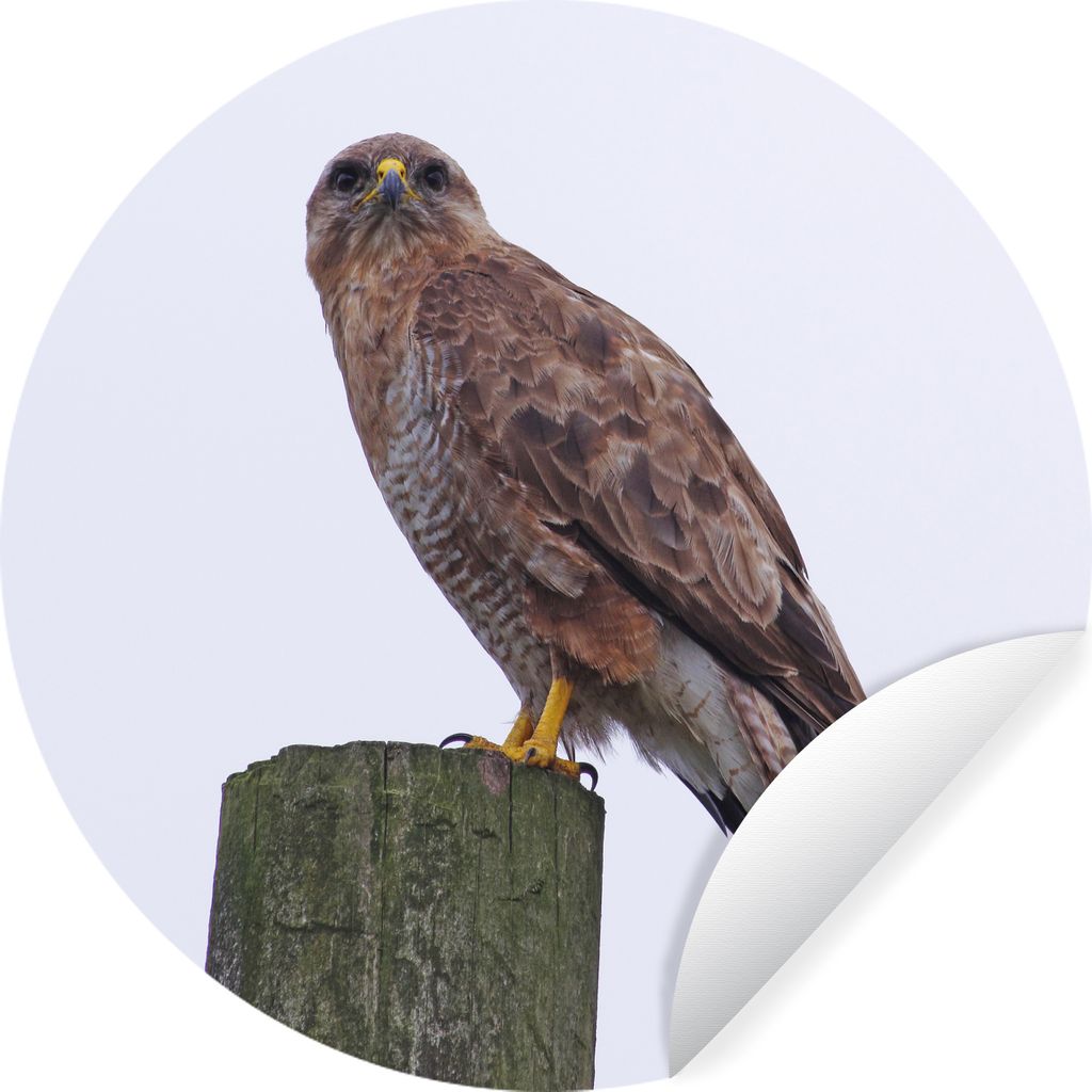 MuchoWow - Wand Kreis - Wand Bild - Foto Tapete - Selbstklebende - Wohnzimmerdekoration - Wand Dekoration - Kinderzimmer