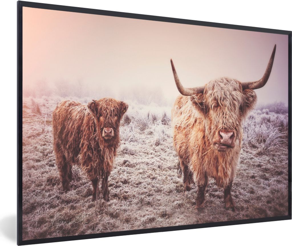 MuchoWow MuchoWow Gerahmtes Poster Schottische Hochlandrind - Schnee - Sonne 30x20 cm - Poster mit zchwarzem Bilderrahmen - Kunstdruck - Bild-P...