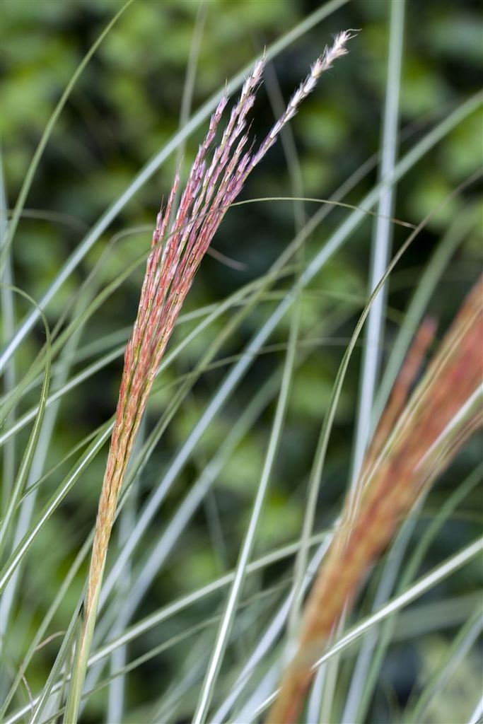 Miscanthus sinensis 'Kleine Silberspinne', Chinaschilf, ca. 11x11 cm Topf