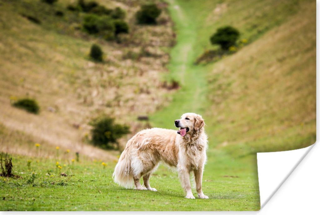 MuchoWow Poster Schönes Bild eines Golden Retrievers 30x20 cm - Plakate - Print