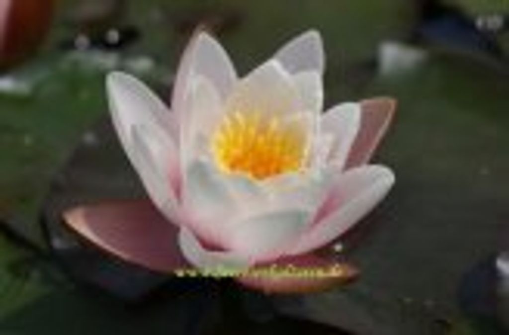 1 SEEROSE Sorte Marliacea Carnea, lichtrosa Blüte
