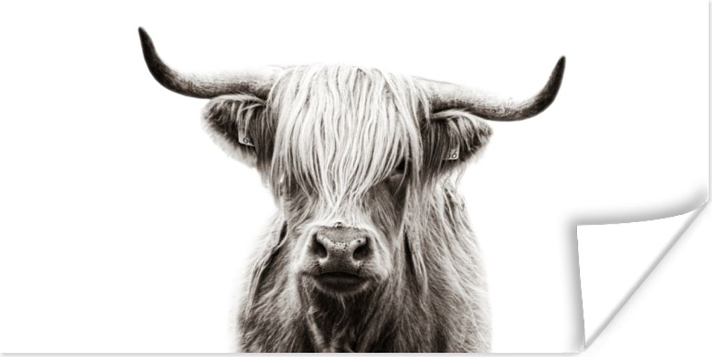 MuchoWow Poster Scottish Highlander - Schwarz - Weiß 150x75 cm - ohne Rahmen