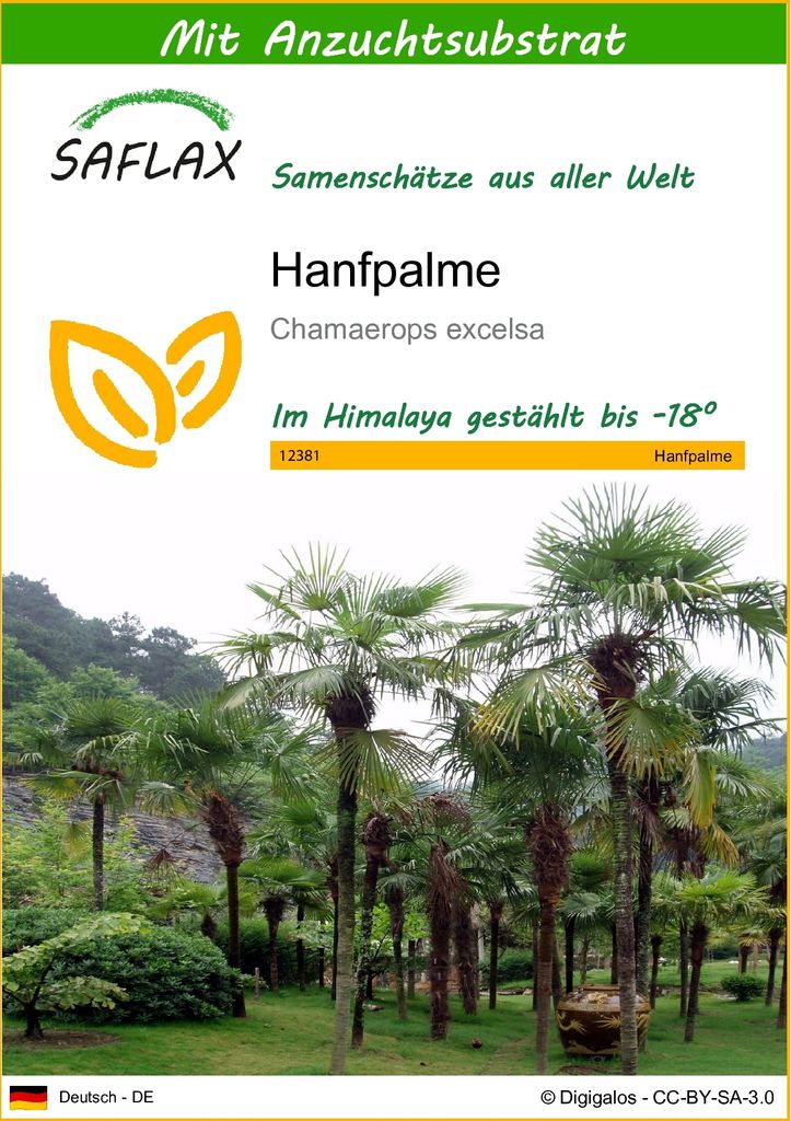 SAFLAX - Hanfpalme - 10 Samen - Mit keimfreiem Anzuchtsubstrat - Chamaerops excelsa