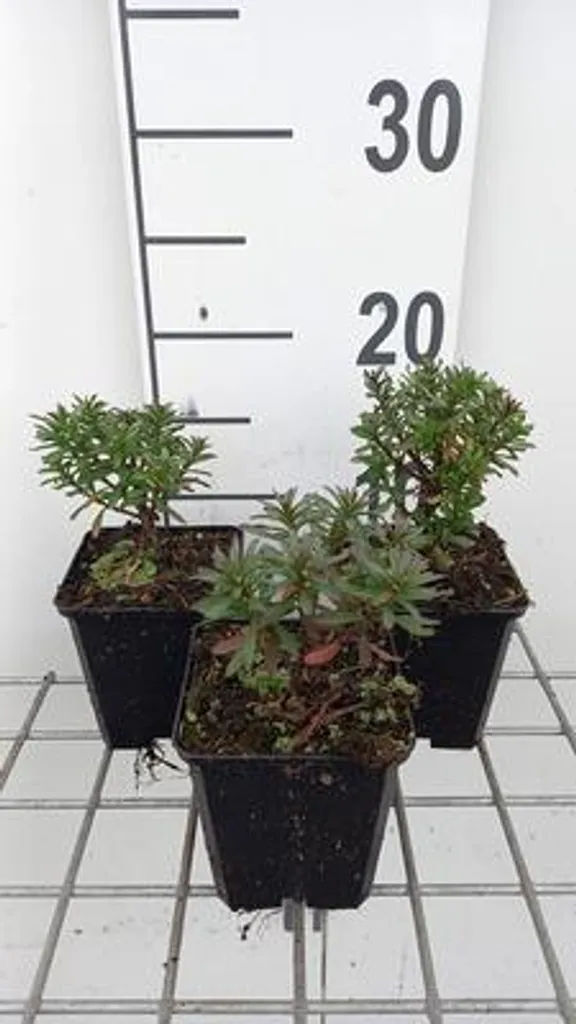 Plante vivace couvre-sol Iberis Absolutely Amethyst lot de 6 godets