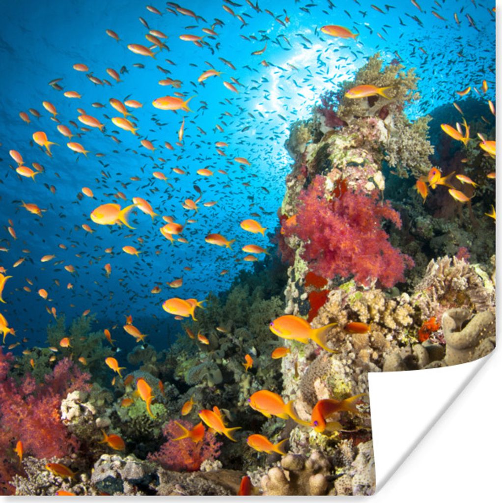 MuchoWow® Poster Koralle mit Fischen 100x100 cm - Produktbild 