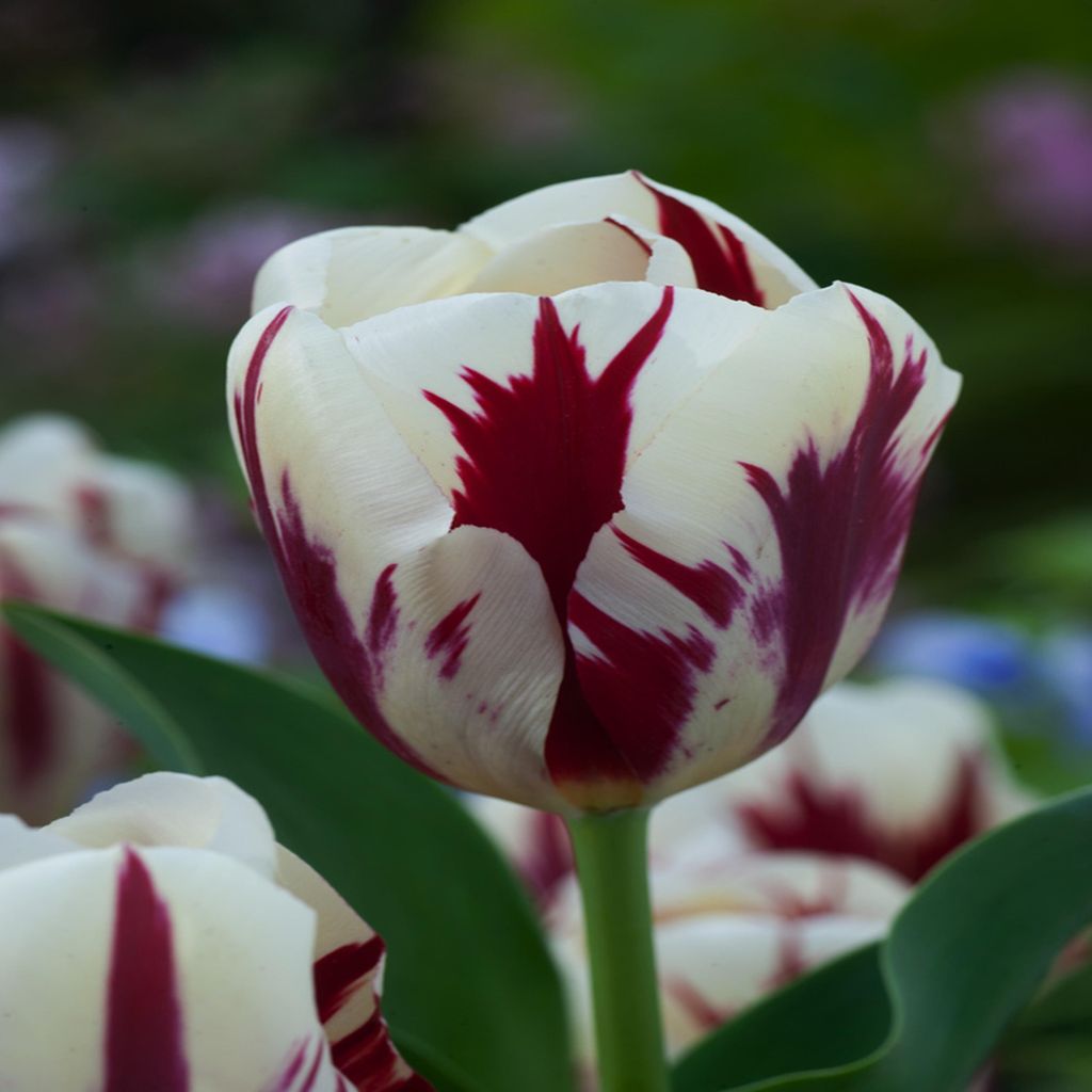 Tulipani Bulbi di fiori Bulbi di tulipani Tulipano Grand Immagine del prodotto 