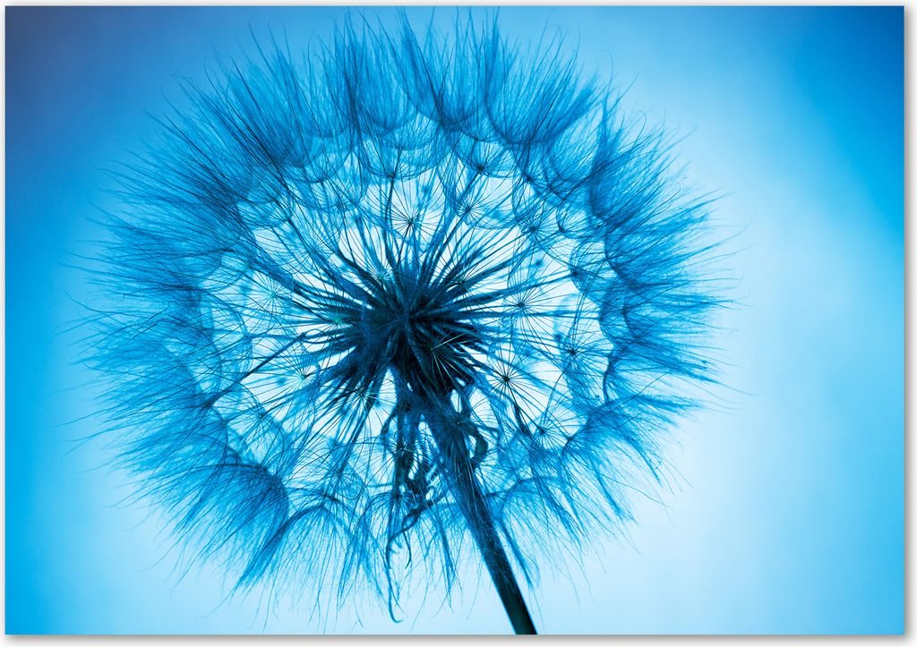 Tulup Leinwandbild - 100x70 cm - Wandkunst - Drucke auf Leinwand - Leinwanddruck - Blumen & Pflanzen - Blau - Pusteblume