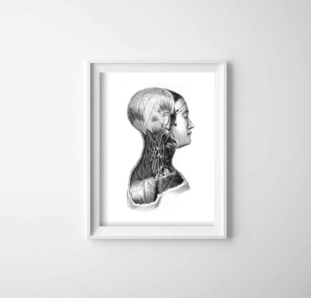 Poster - Canvas - Leinwand - 21 cm x 29,7 cm - Fotoposter - Leinwandkunst - Anatomische Drucke An den Nackenmuskeln