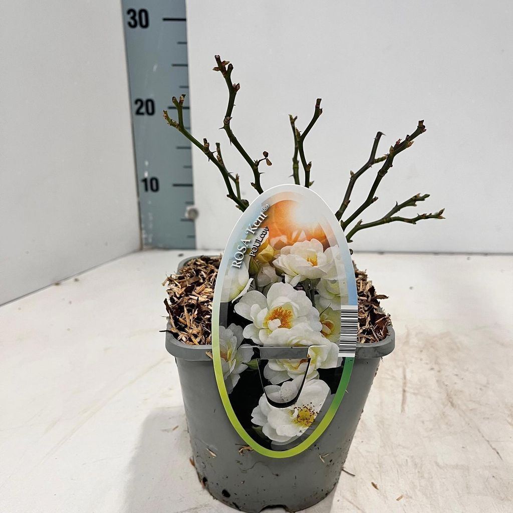 Rosa (PA) 'Kent' - Rose | 10-15 cm im topf